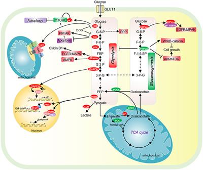 Interplay Between Glucose Metabolism and Chromatin Modifications in Cancer